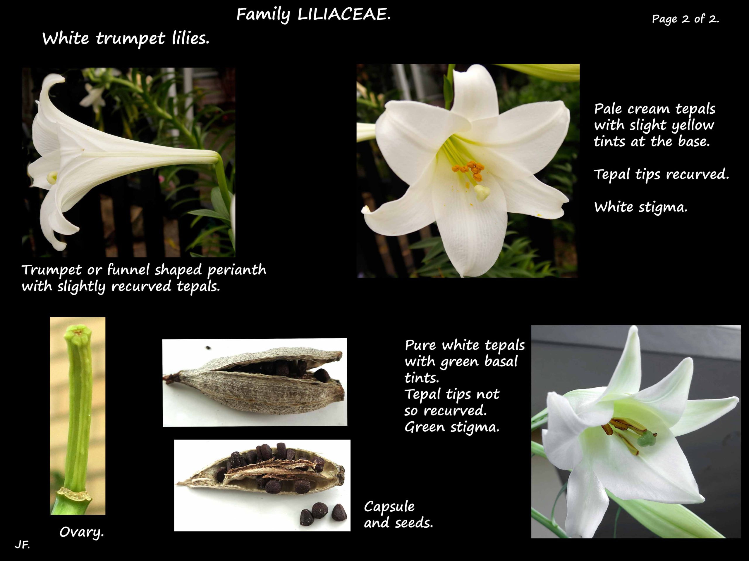 2 White trumpet lily flower & capsule